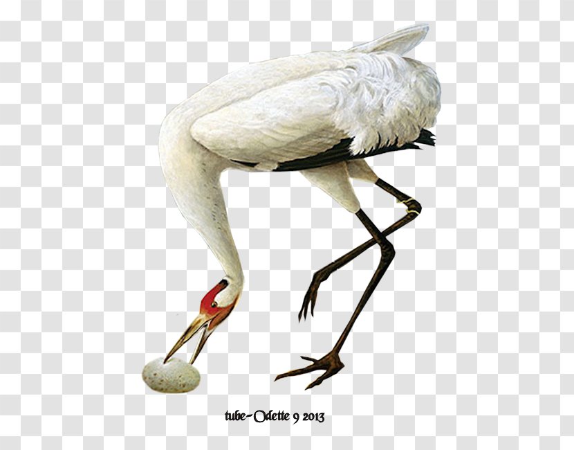 Bird White Stork Psp Tubes Diary Lady With Swan - Liveinternet - Whooping Crane Transparent PNG