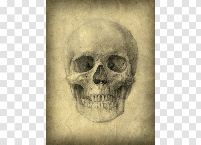 Human Skull Drawing Anatomy Skeleton Transparent PNG