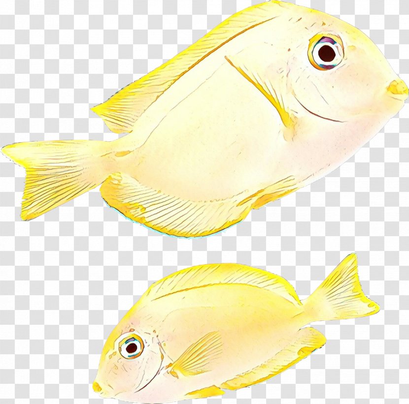 Fish Yellow Butterflyfish Pomacentridae - Fin - Holacanthus Bonyfish Transparent PNG