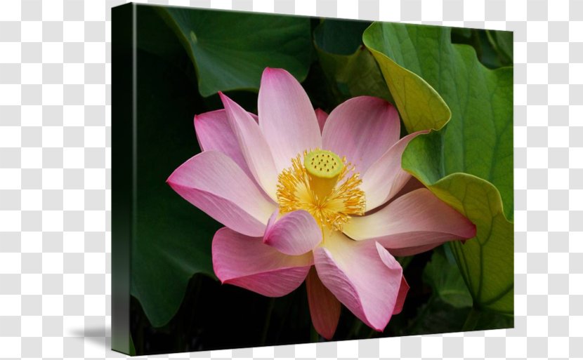 Rose Family MTN Group Lotus-m - Petal - Sacred Lotus Transparent PNG