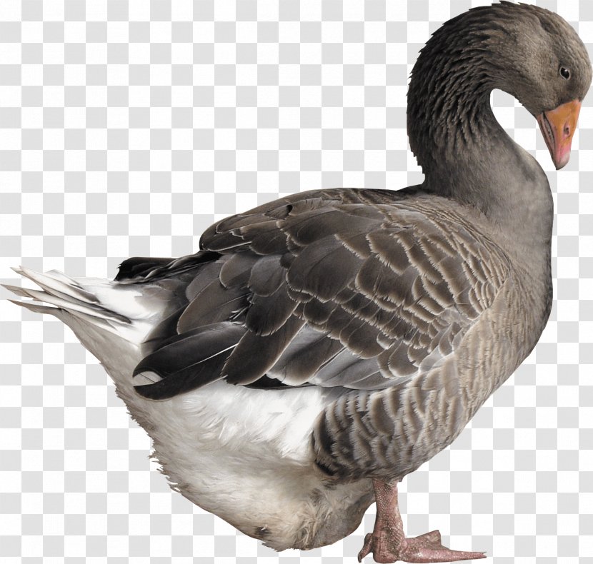 Goose Duck - Image Transparent PNG