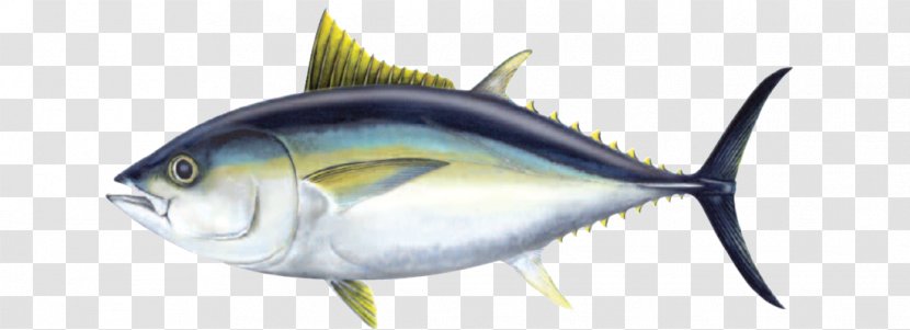 Bigeye Tuna Atlantic Bluefin Yellowfin Oily Fish - Food Transparent PNG