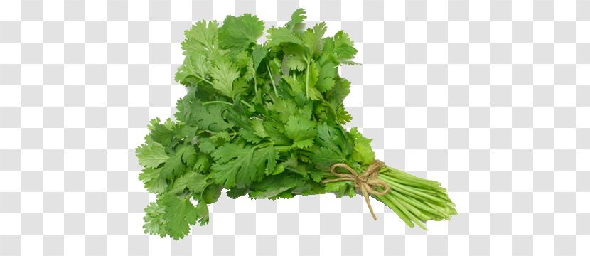 Coriander Salsa Vietnamese Cuisine Herb Taco - Leaf Vegetable Transparent PNG