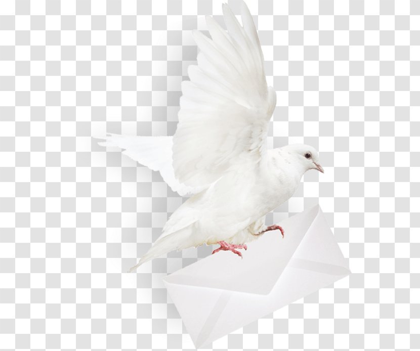 Homing Pigeon Columbidae Mail Envelope - Post Transparent PNG