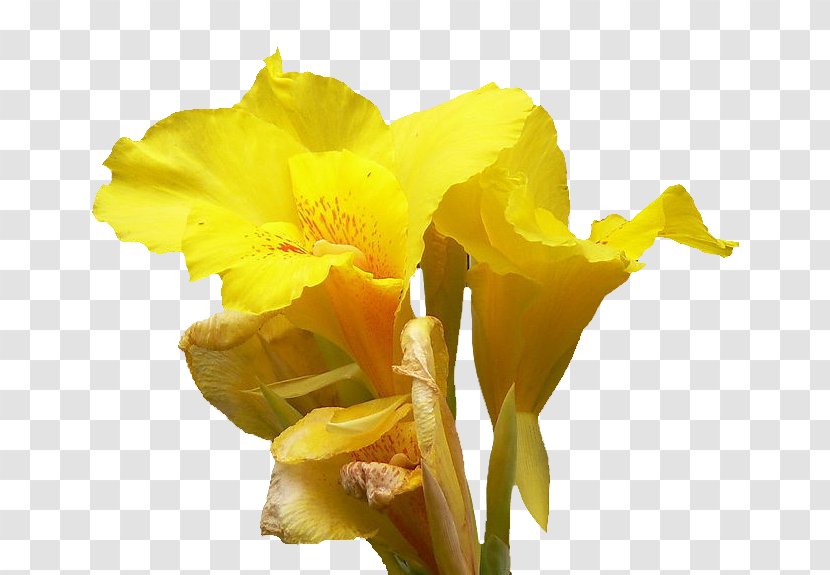 Canna Daffodil Cut Flowers Daylily Lilium - Cannabis Pictures Transparent PNG