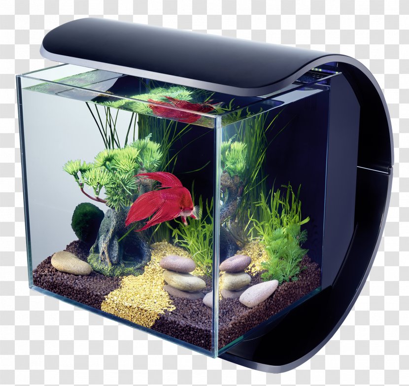 Siamese Fighting Fish Light-emitting Diode Aquarium Lighting - Led Lamp - Betta Transparent PNG