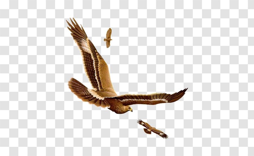 Bird Owl - Of Prey - FLying Eagle Transparent PNG