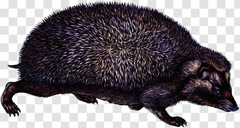 Animal Cartoon - Porcupine - New World Transparent PNG