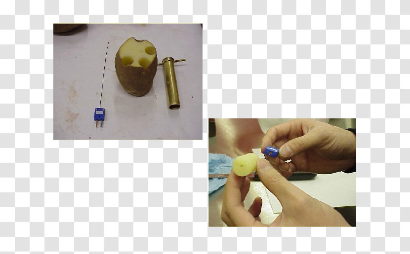 Potato Food Laboratory Cork Borer Experiment - Procedure Transparent PNG