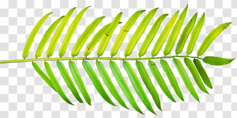Leaf Plant Line Vascular Plant Tree Transparent PNG