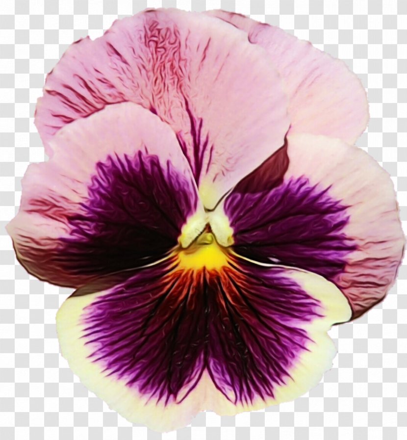 Flower Flowering Plant Petal Violet Purple - Viola Family Transparent PNG