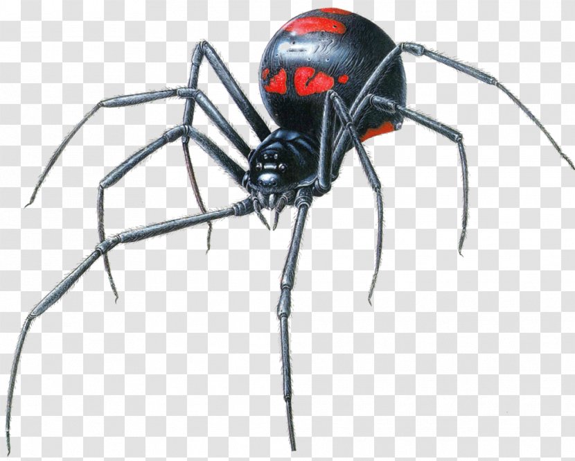 Black Widow Spider Latrodectus Hesperus Southern Clip Art Transparent PNG