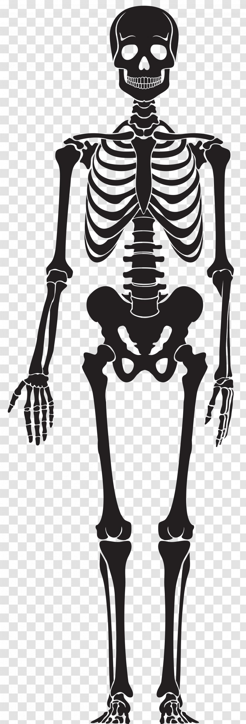 Human Skeleton Skull - Stump Transparent PNG