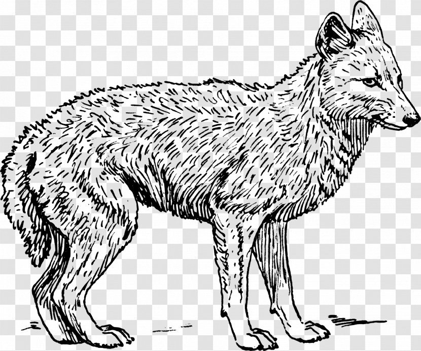 Coyote Gray Wolf Black-backed Jackal Clip Art - Blackbacked - Line Transparent PNG