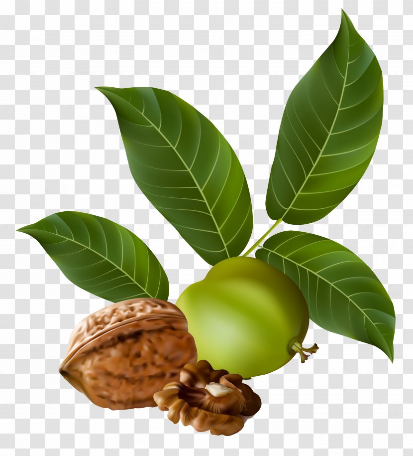 Walnut Nucule Clip Art - Nuts Seeds - Clipart Picture Transparent PNG