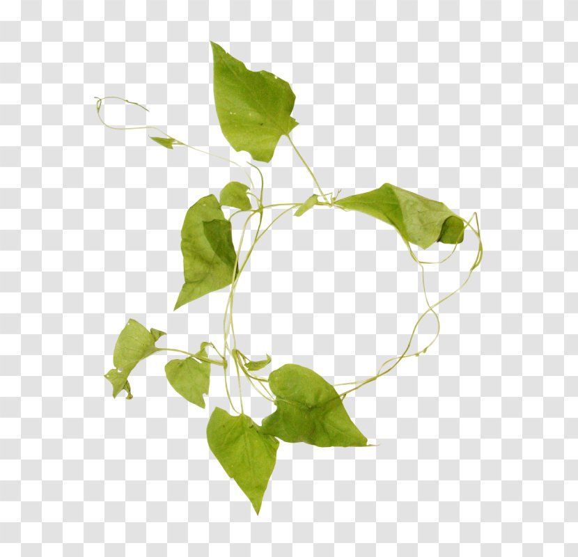 Leaf Herbaceous Plant - Digital Image Transparent PNG