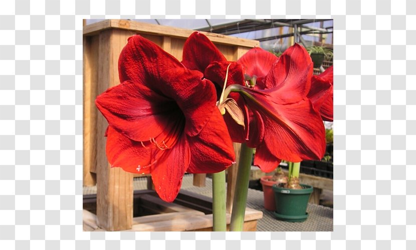 Amaryllis Jersey Lily Cut Flowers Belladonna - Seed Plant - Bulb Transparent PNG
