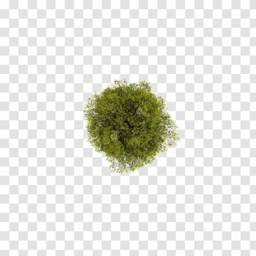 Tree Computer File - Landscape Design - Top View Transparent PNG