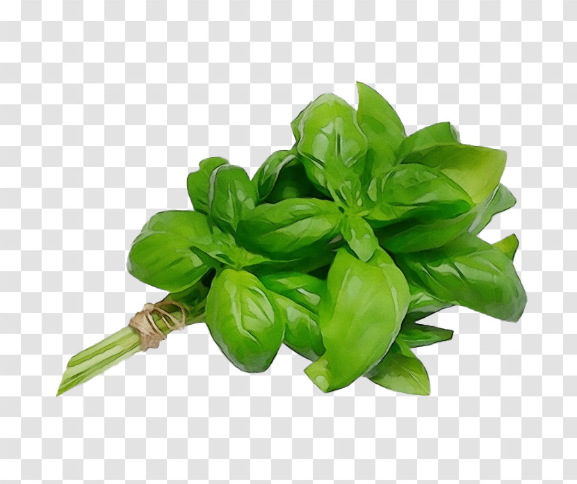 Basil Holy Basil Mediterranean Cuisine Vegetable Aromatic Plant Transparent PNG