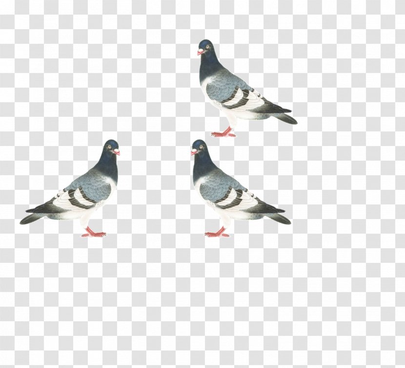 Homing Pigeon Stock Dove Columbidae Bird - Fauna Transparent PNG