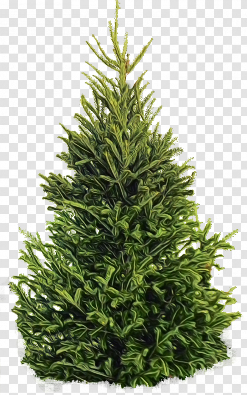 Shortleaf Black Spruce Columbian Spruce Balsam Fir Colorado Spruce White Pine Transparent PNG