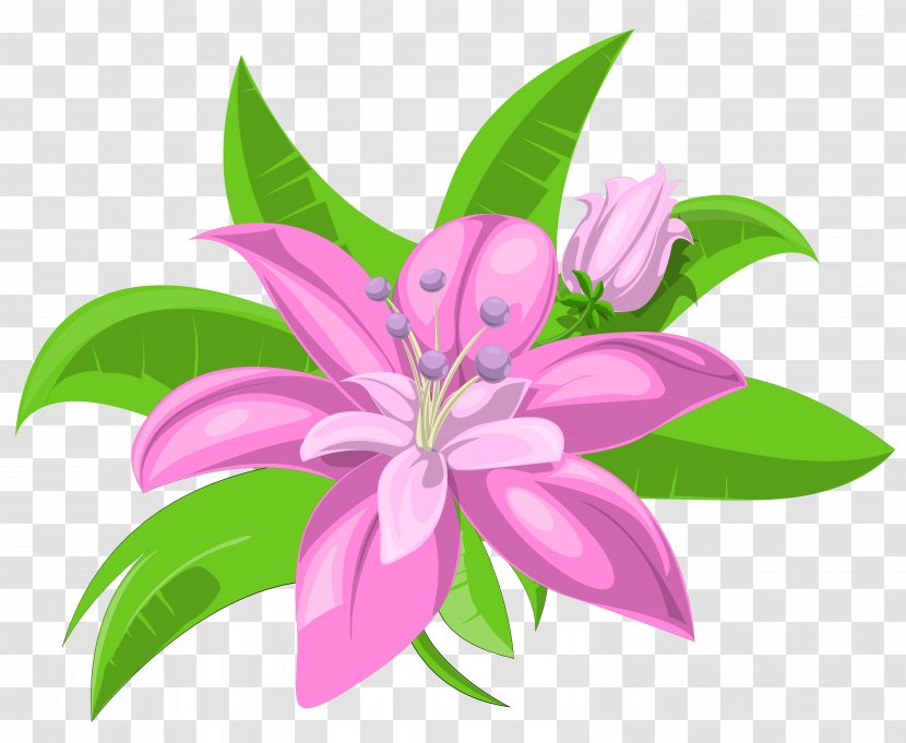 Pink Flowers Drawing Clip Art - Lily - Floral Transparent PNG