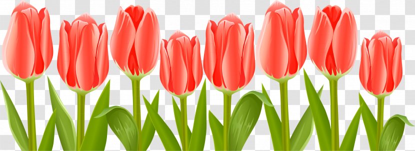Tulip Flower Clip Art - Lily Family - Tulips Transparent PNG