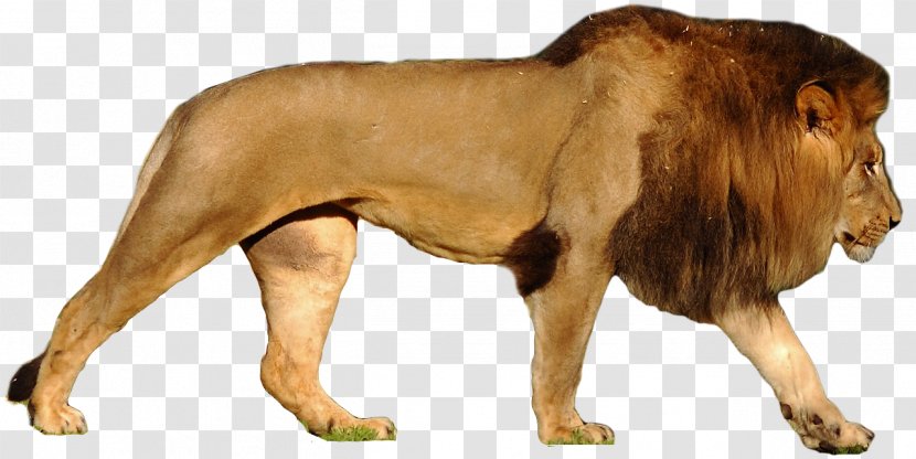 Lion Tiger Leopard Cougar Roar - Mammal Transparent PNG