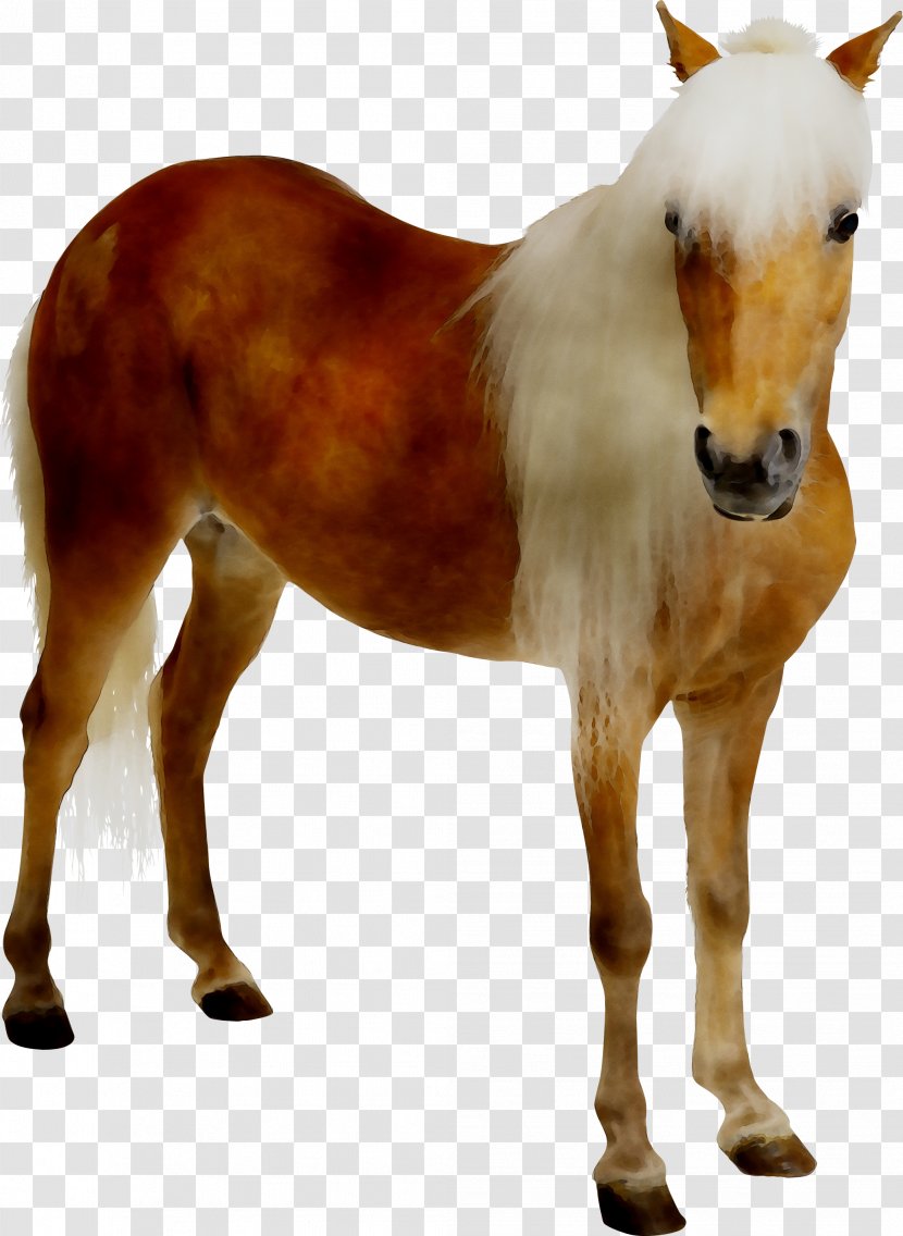 Mustang Foal Pony Stallion Federal University Of Bahia Ondina Campus - Shetland - Livestock Transparent PNG