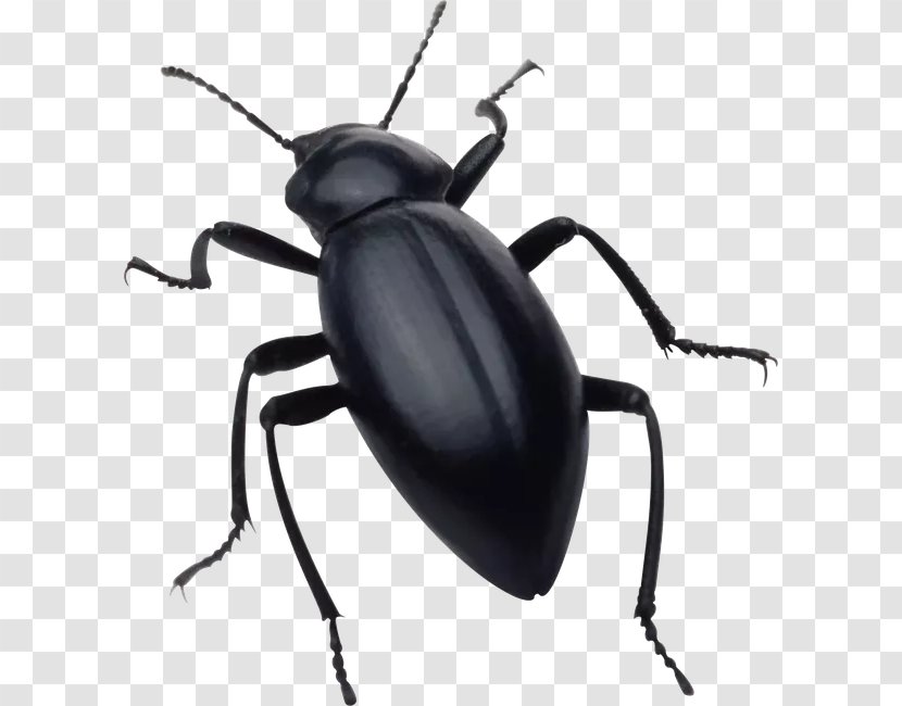 Clip Art - Arthropod - Bugs In Garden Transparent PNG