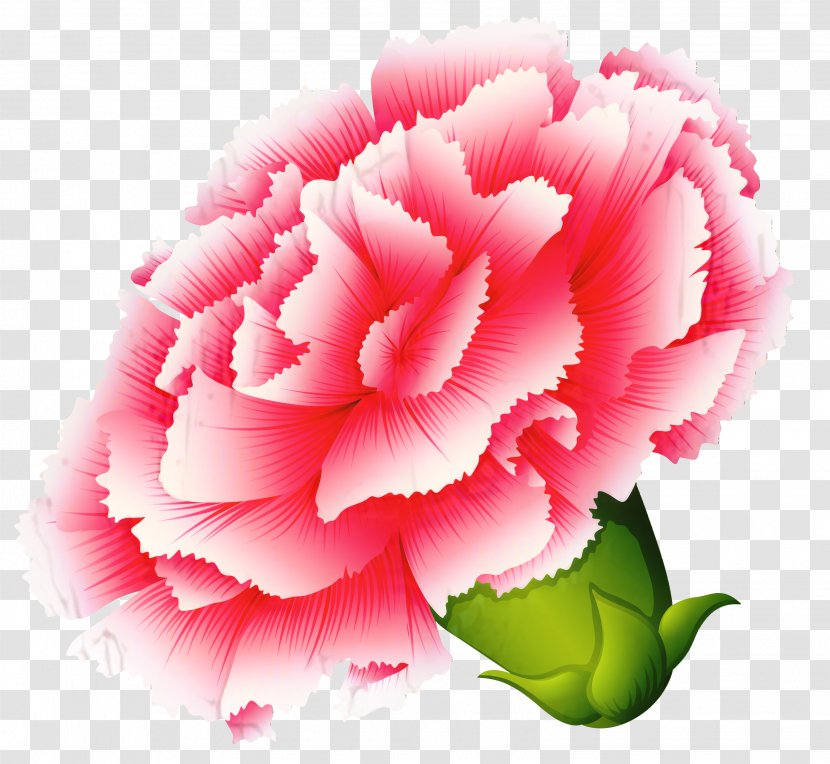 Carnation Cabbage Rose Garden Roses Peony Cut Flowers - Pink Family Transparent PNG