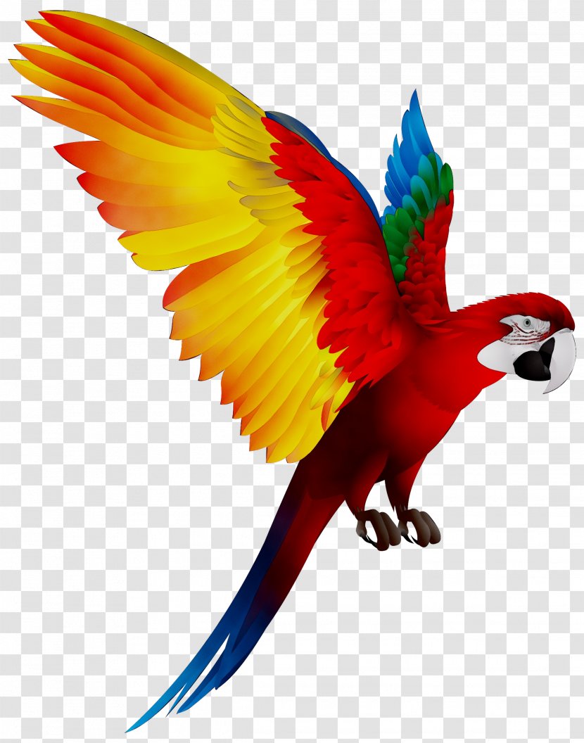 Bird Blue-and-yellow Macaw Pet Scarlet - Parrots Transparent PNG