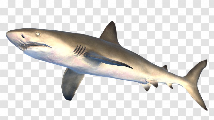 Tiger Shark Great White Squaliform Sharks Lamniformes Requiem - Wildlife Transparent PNG