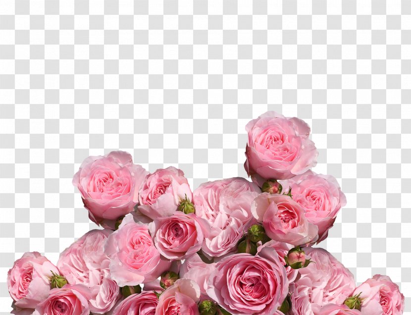 Garden Roses Cabbage Rose Pink Floribunda Flower - Bouquet - Aesthetics Cosmetics Transparent PNG