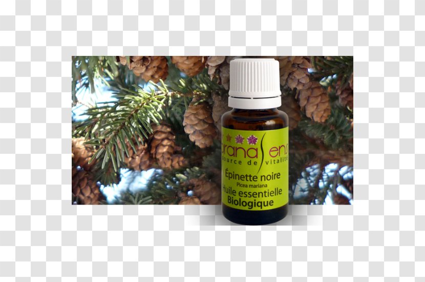 Essential Oil Health Massage Camphor Tree - Pine Family Transparent PNG