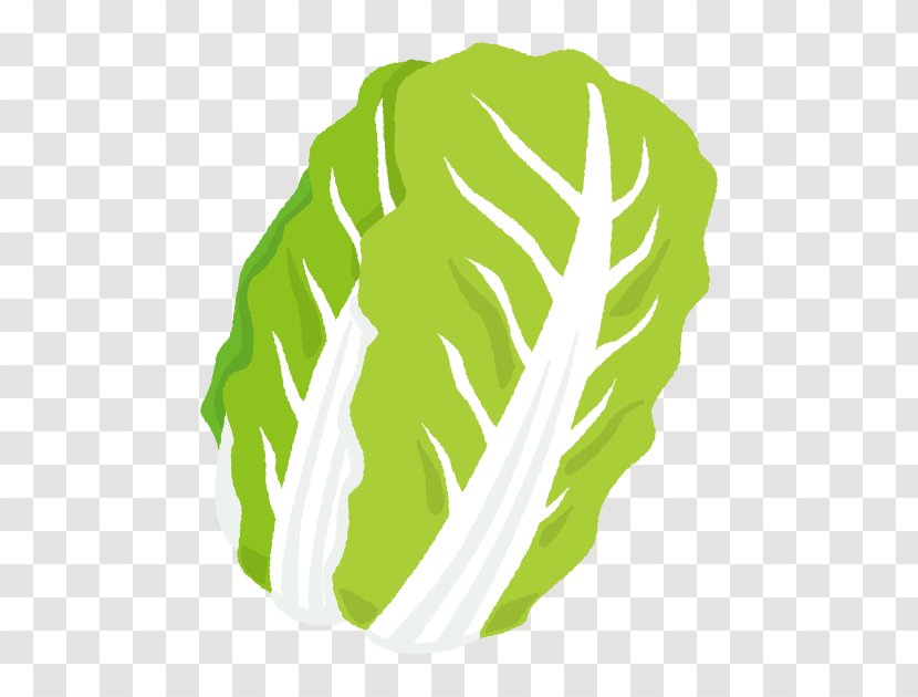 Napa Cabbage Illustration Greens Vegetable Welsh Onion - Carrot - Savoy Broccoli Transparent PNG