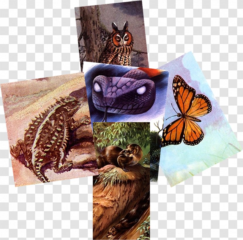 Butterfly Computer Mouse Otter Fauna Television Transparent PNG