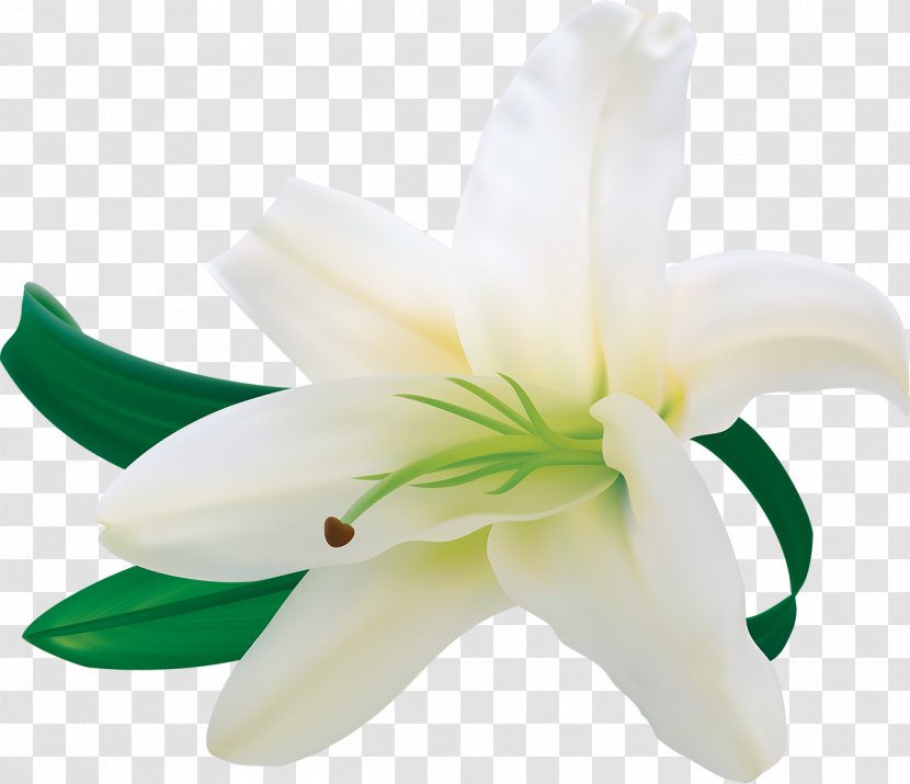 Easter Lily Flower Clip Art - Plant - White Roses Transparent PNG