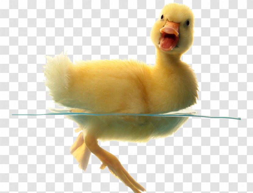 Baby Ducks American Pekin Rouen Duck - Water Bird Transparent PNG