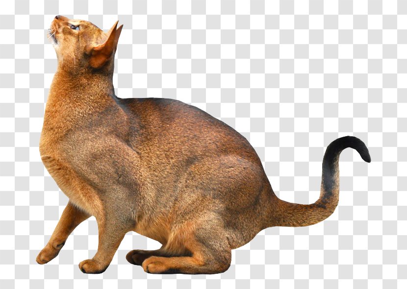 Abyssinian Somali Cat Kitten Pet - Tabby - Cute Fat Transparent PNG
