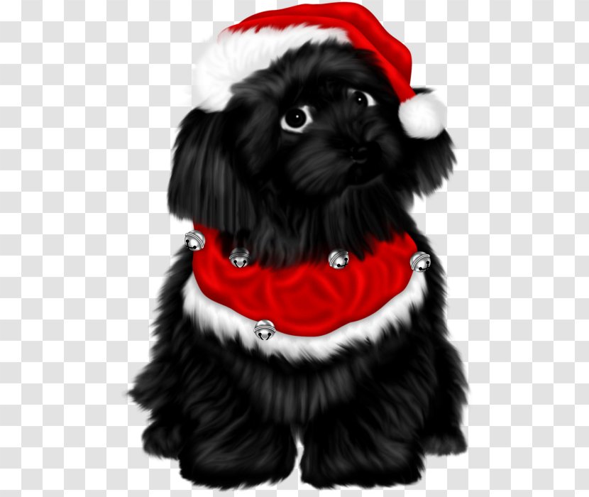 Schnoodle Shih Tzu Affenpinscher Havanese Dog Puppy - Christmas Ornament Transparent PNG