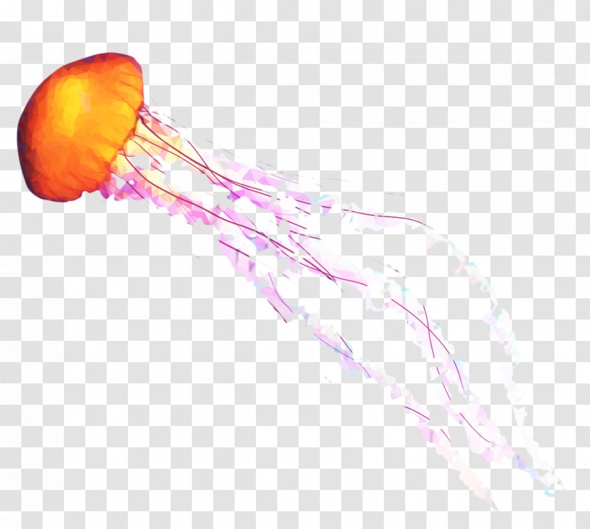 Jellyfish - Cnidaria Transparent PNG