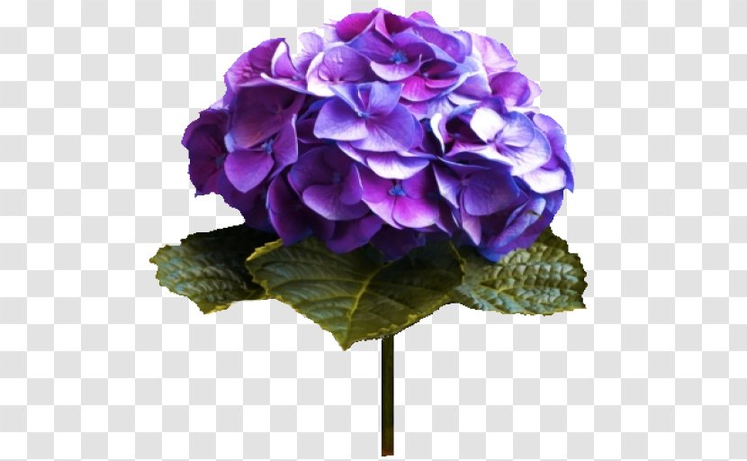 Flower Color Lilac Violet Hydrangea Transparent PNG