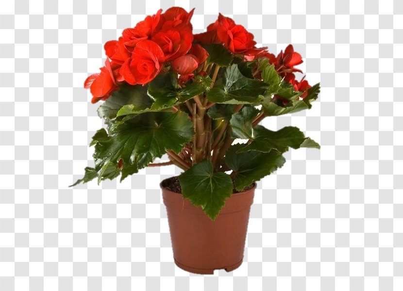 Garden Roses Houseplant Wax Begonia Flowerpot - Rose Family - Flower Transparent PNG