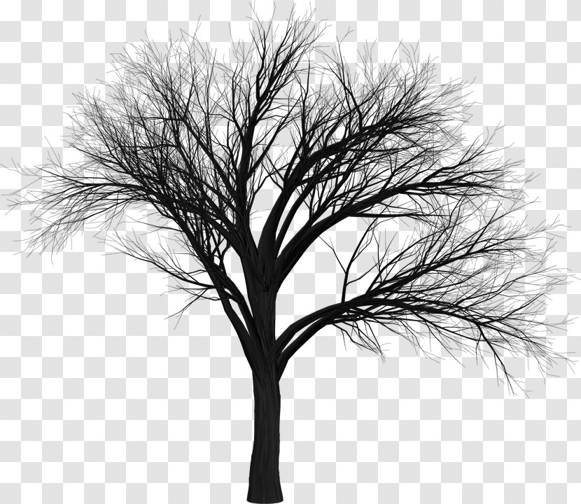 Christmas Black And White - Trunk - Drawing Plant Stem Transparent PNG