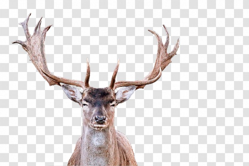 Reindeer - Barren Ground Caribou - Natural Material Transparent PNG