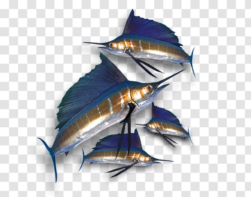 Swordfish South Australia Tuna Game Fish Sailfish - Australian Rules Transparent PNG