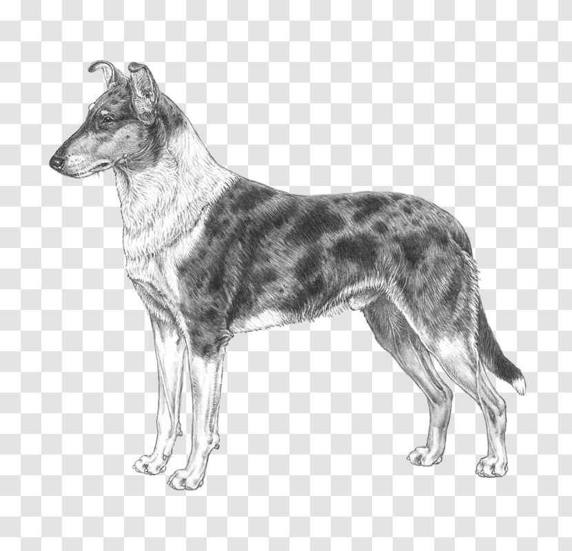 Koolie Australian Cattle Dog Smooth Collie Rough Scotch - Drawing Transparent PNG
