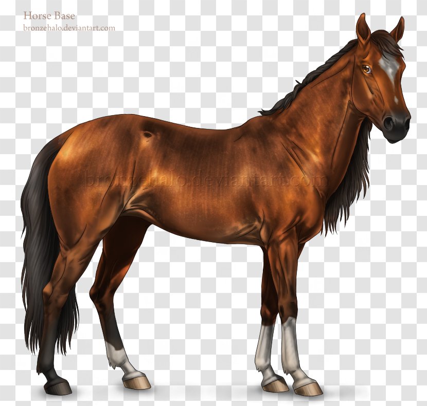 Mustang American Quarter Horse Arabian Stallion Paint - Pack Animal - Transparent Shading Transparent PNG