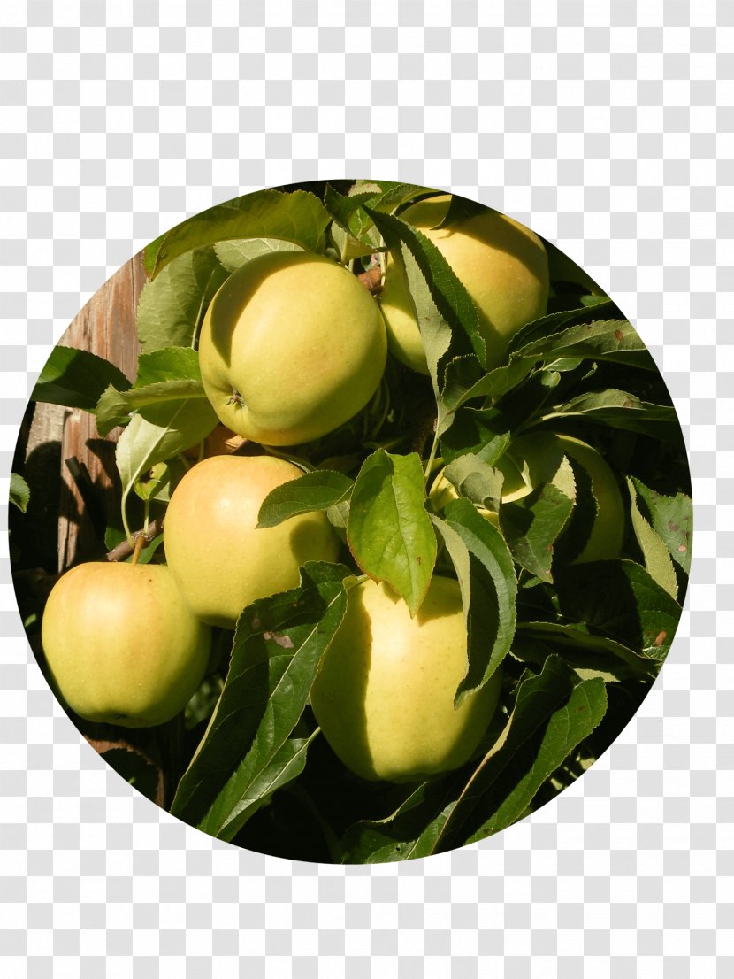 Apple Delbarestivale Fruitbedrijf Van Den Berge Citrus Juice Vesicles - Plant - Golden Delicious Transparent PNG